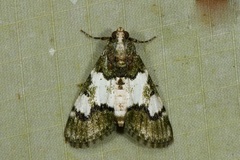 Termioptycha