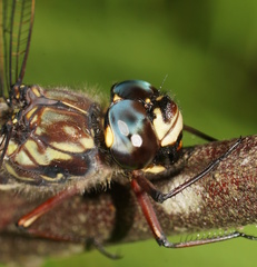 Austroaeschna atrata