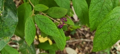 Callicarpa pedunculata