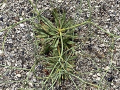 Oxytheca dendroidea dendroidea