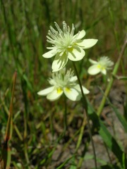 Platystemon californicus