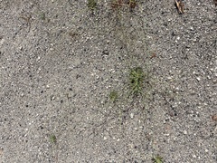 Oxytheca dendroidea dendroidea