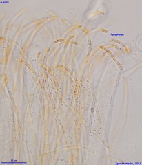 Pulvinula convexella