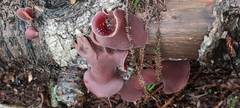 Auricularia cornea