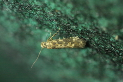 Scrobipalpa ocellatella