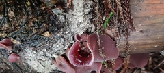 Auricularia cornea