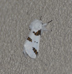 Euerythra trimaculata