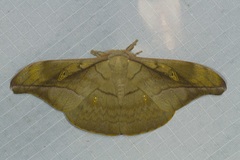 Antheraea rosieri