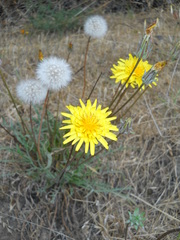 Agoseris apargioides