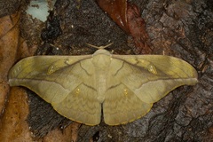 Antheraea rosieri