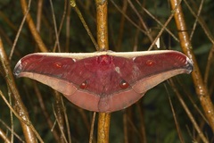 Antheraea assamensis