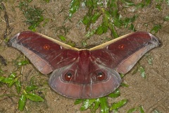 Antheraea assamensis