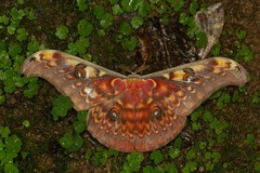 Antheraea larissa