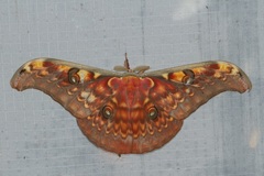 Antheraea larissa