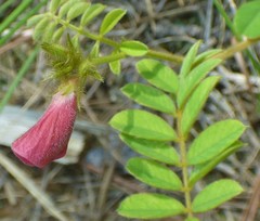 Tephrosia spicata