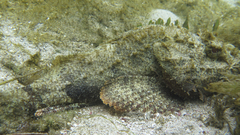 Scorpaena plumieri