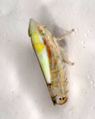 Scaphytopius elegans