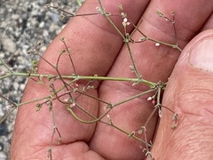 Oxytheca dendroidea dendroidea