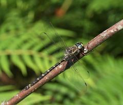 Austroaeschna atrata