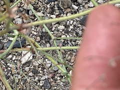 Oxytheca dendroidea dendroidea