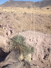 Dasylirion parryanum