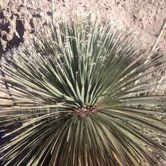 Dasylirion parryanum