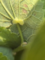 Celticecis pyriformis