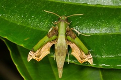 Eupanacra busiris