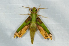 Eupanacra busiris