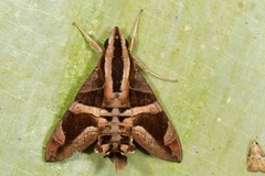 Macroglossum mitchellii