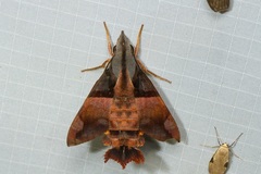 Macroglossum passalus