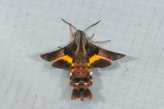 Macroglossum passalus