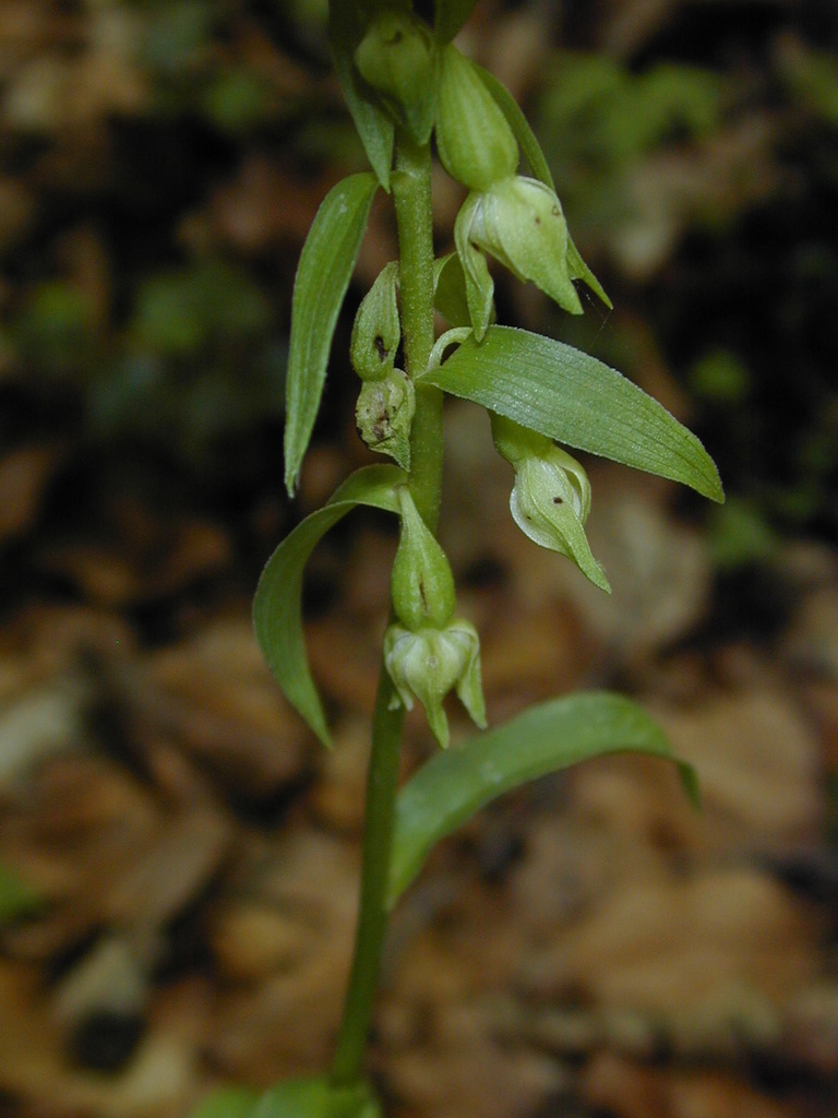 Epipactis phyllanthes