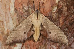 Marumba juvencus