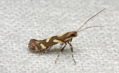 Calybites phasianipennella