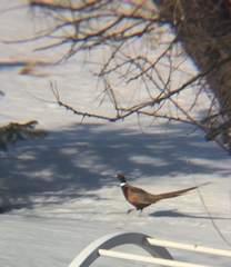 Phasianus colchicus torquatus