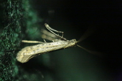 Aspilapteryx tringipennella