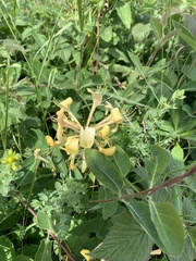 Lonicera caprifolium
