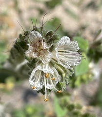 Phacelia grisea