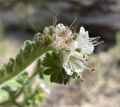 Phacelia grisea