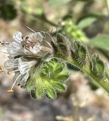 Phacelia grisea