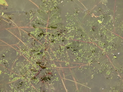 Wolffia brasiliensis