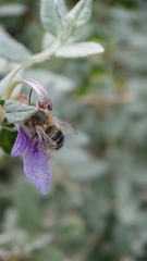 Anthophora quadrimaculata