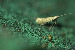 Aspilapteryx tringipennella