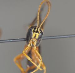 Apechthis quadridentata