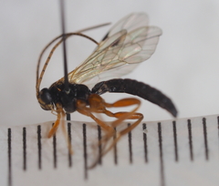 Apechthis quadridentata