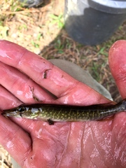 Esox americanus