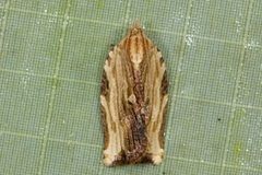 Isodemis serpentinana