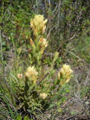 Castilleja wightii