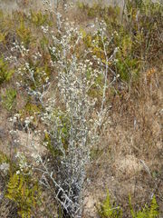 Pseudognaphalium beneolens